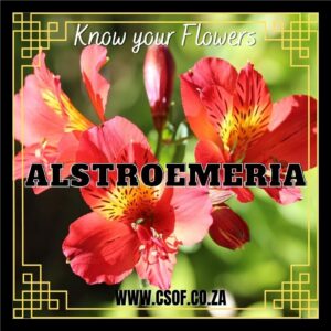 Alstroemeria