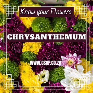 chrysanthemum